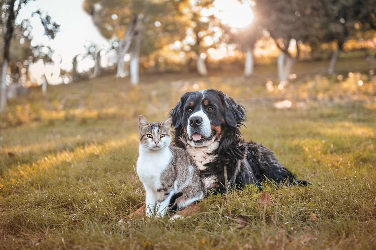 Dog and cat in a field